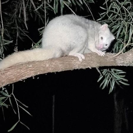 Bird Songs Getaway Accommodation Cabbage Tree Creek Eksteriør bilde