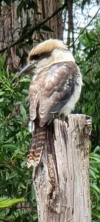 Bird Songs Getaway Accommodation Cabbage Tree Creek Eksteriør bilde