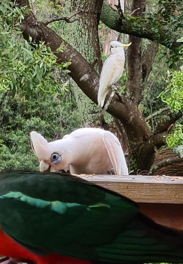 Bird Songs Getaway Accommodation Cabbage Tree Creek Eksteriør bilde