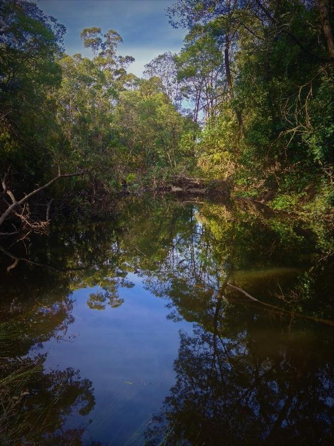 Bird Songs Getaway Accommodation Cabbage Tree Creek Eksteriør bilde