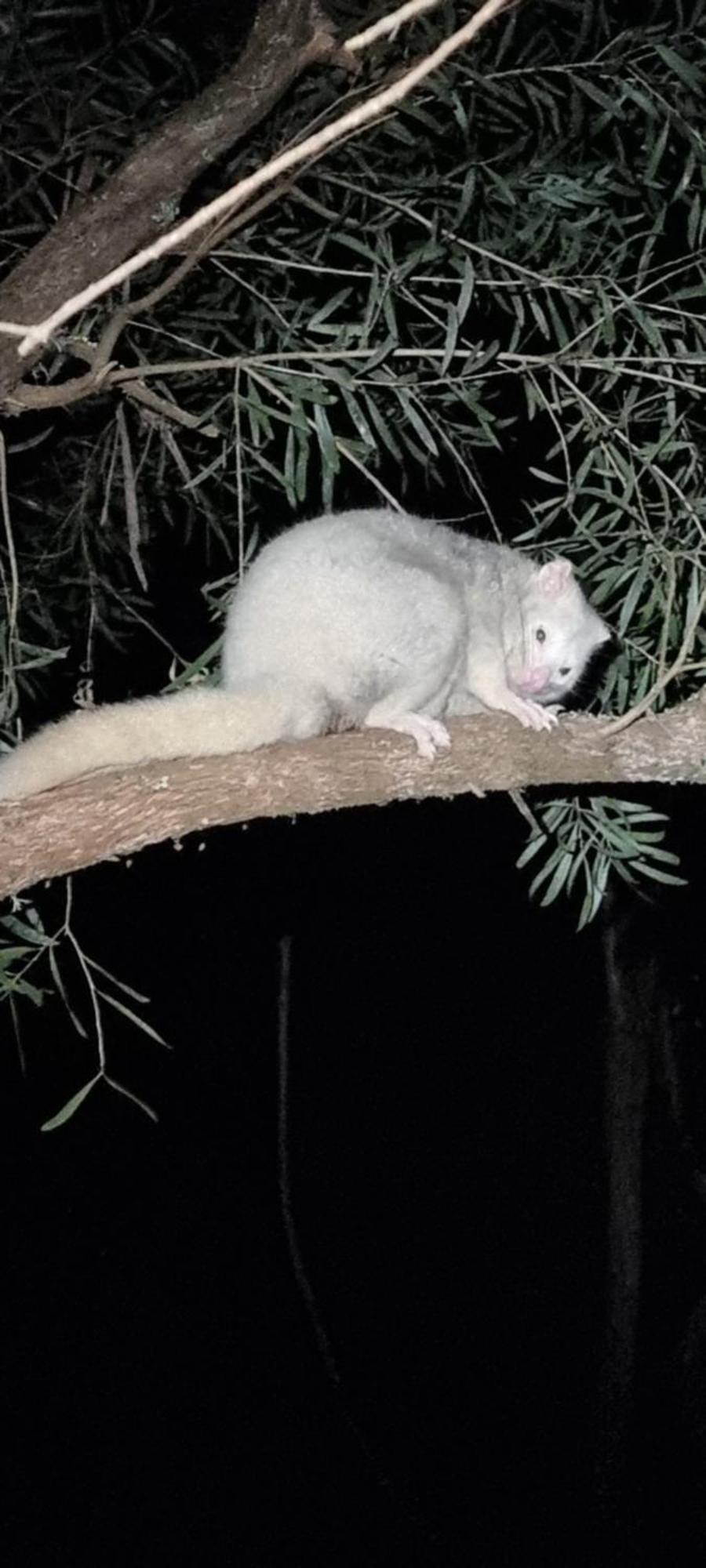 Bird Songs Getaway Accommodation Cabbage Tree Creek Eksteriør bilde